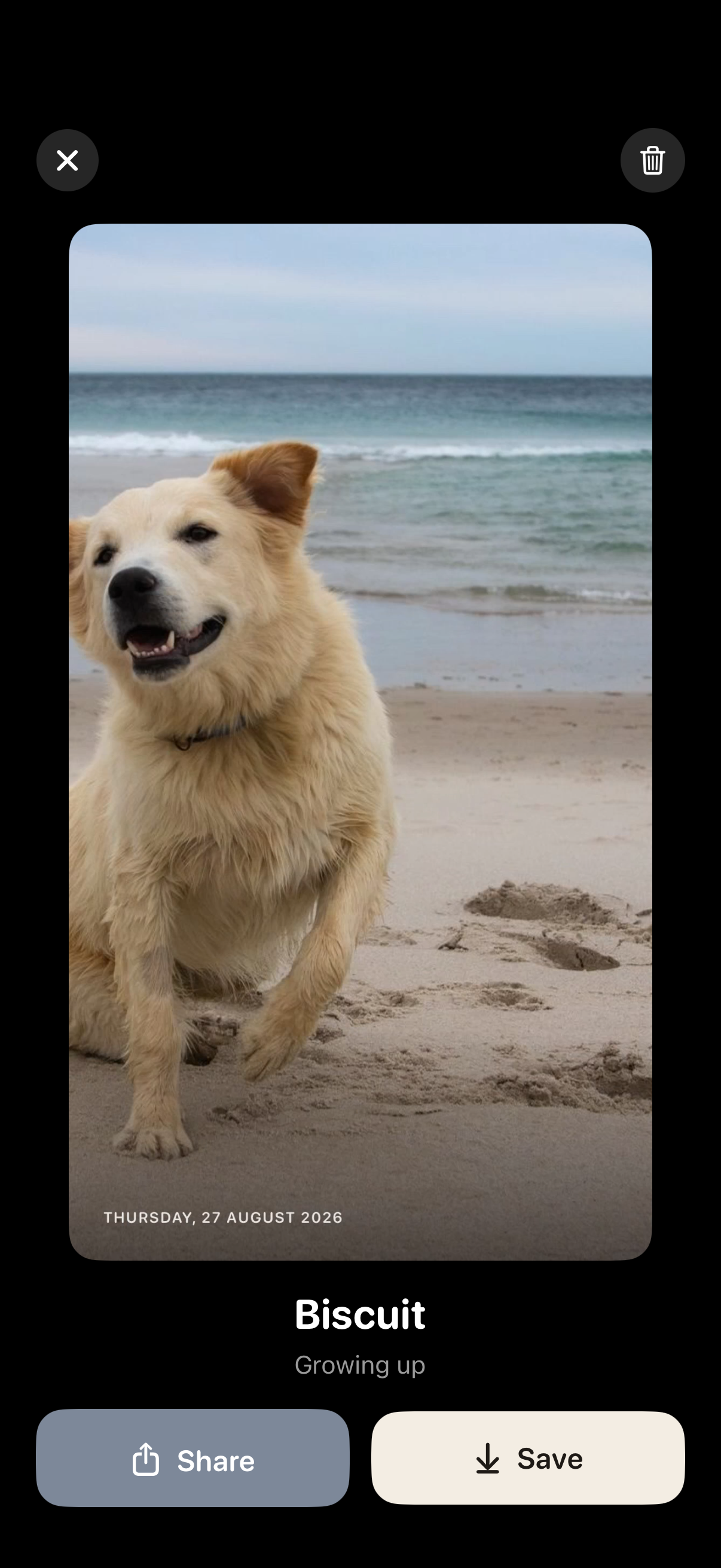 A film playing full screen: the dog on a beach with the date stamped in the corner