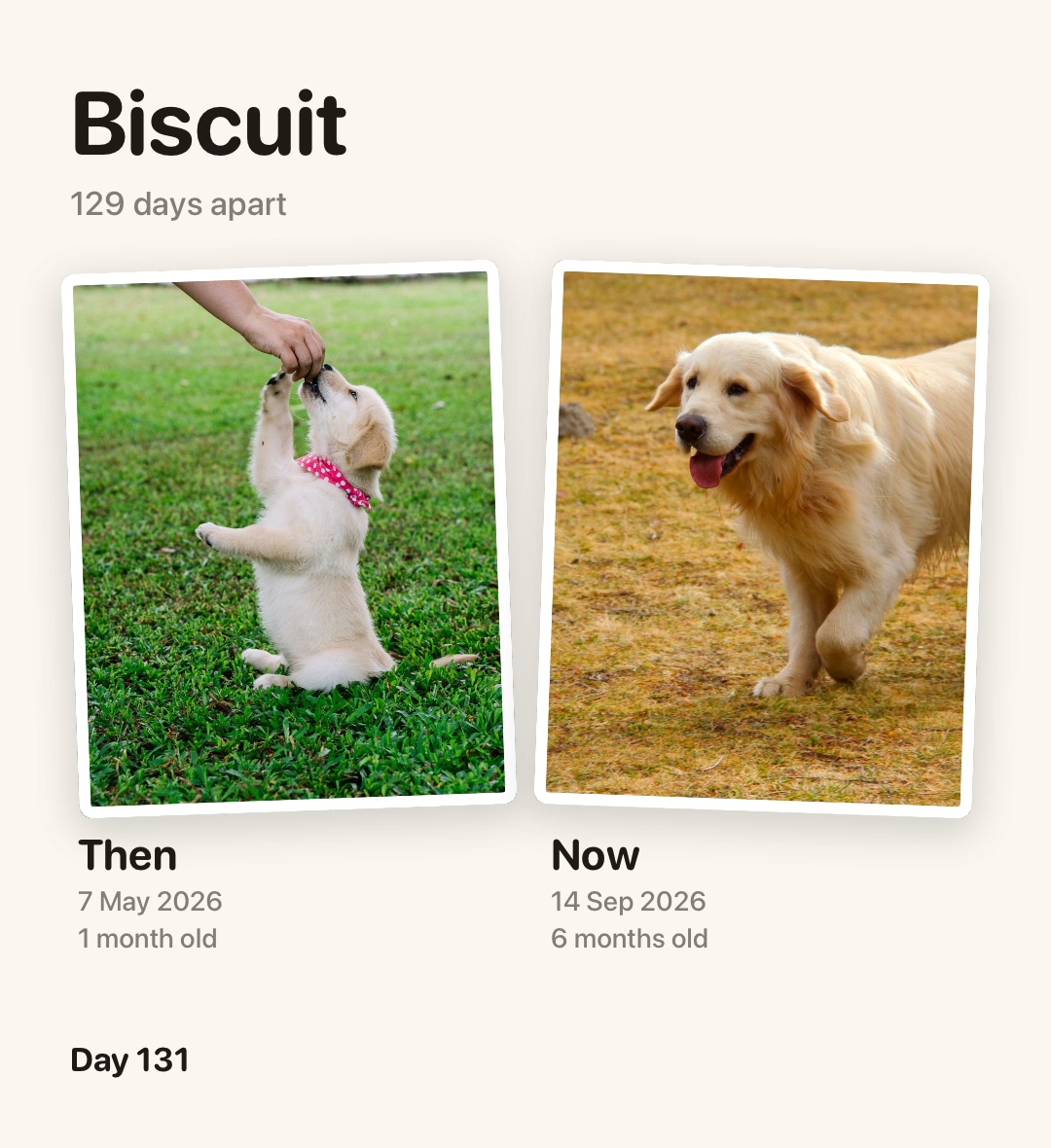 A Then and Now card: the same dog as an eight-week puppy and at six months