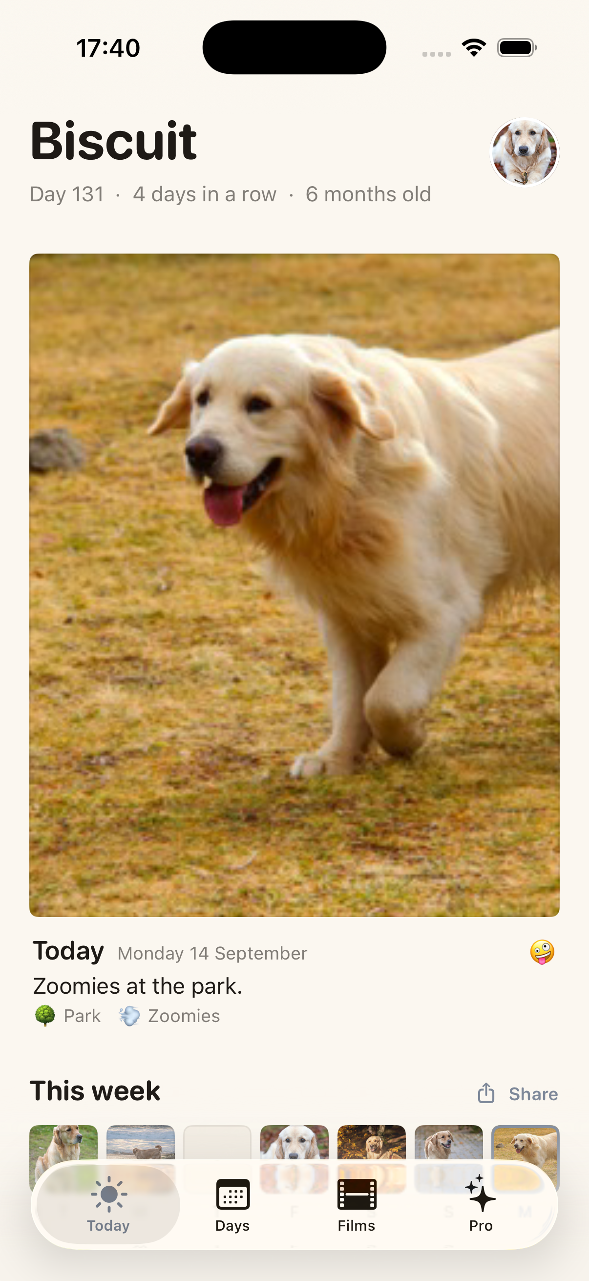 The Today page in Puppy Eyes: a golden retriever running, day 131, four days in a row